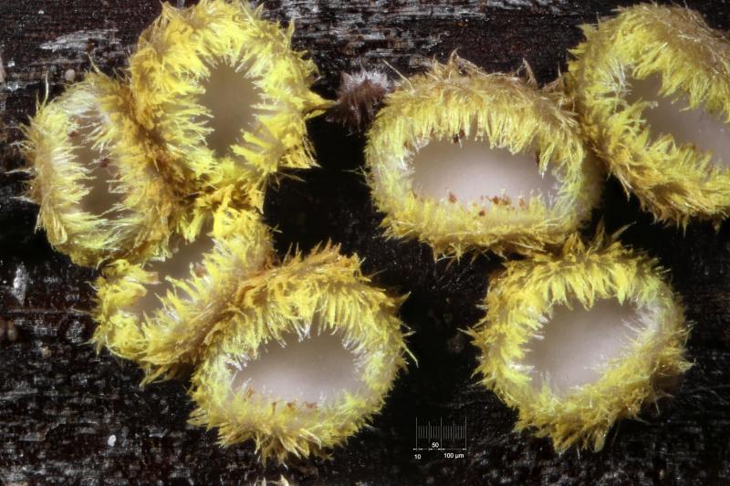 macrostoma