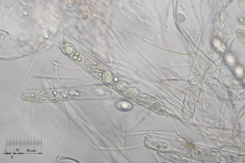 macrostoma