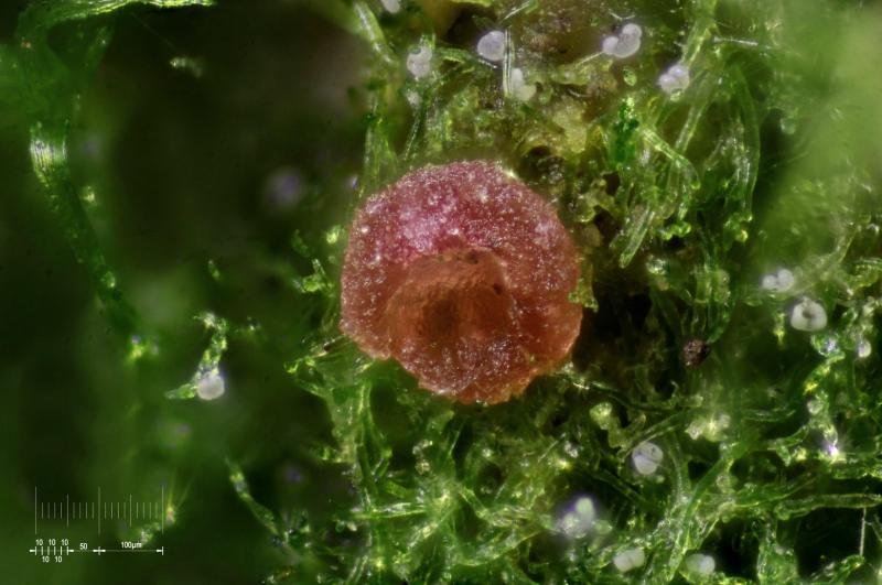 macrostoma