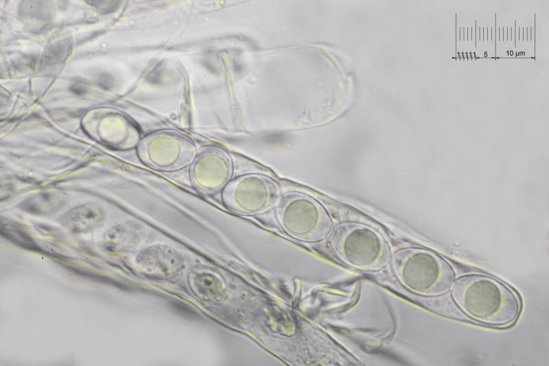 macrostoma