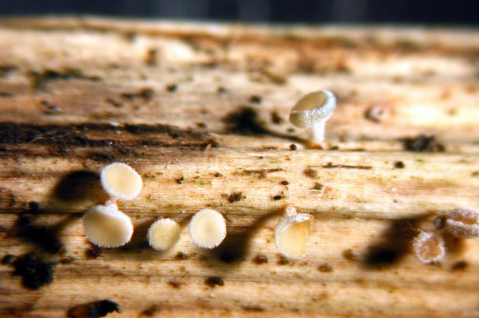 macrostoma