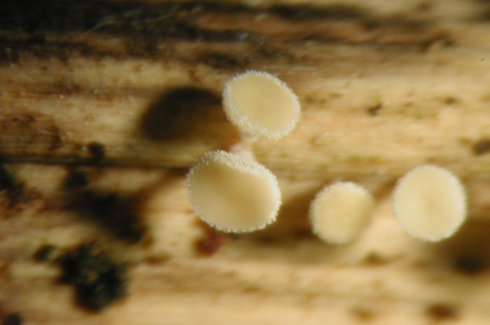 macrostoma