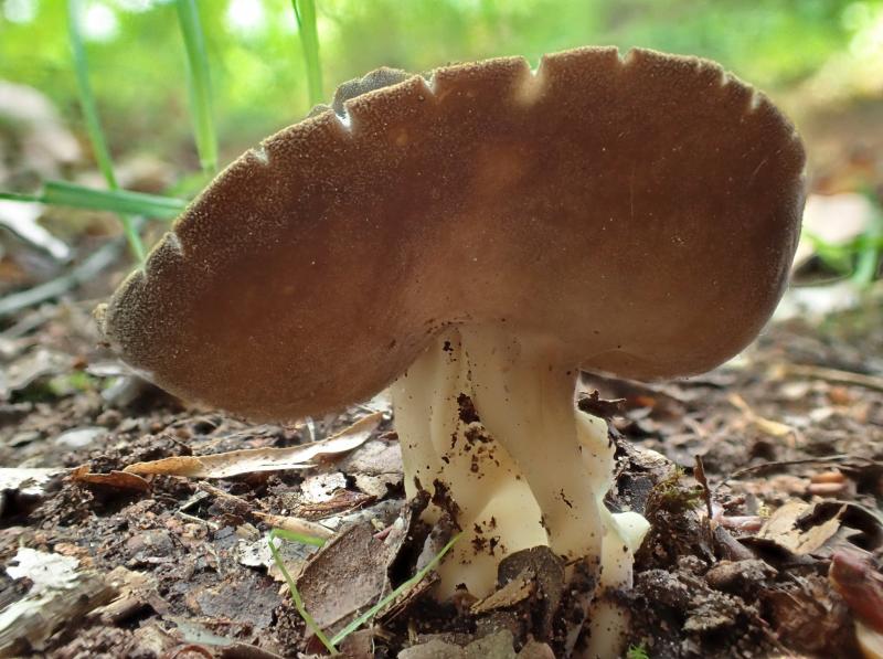 macrostoma