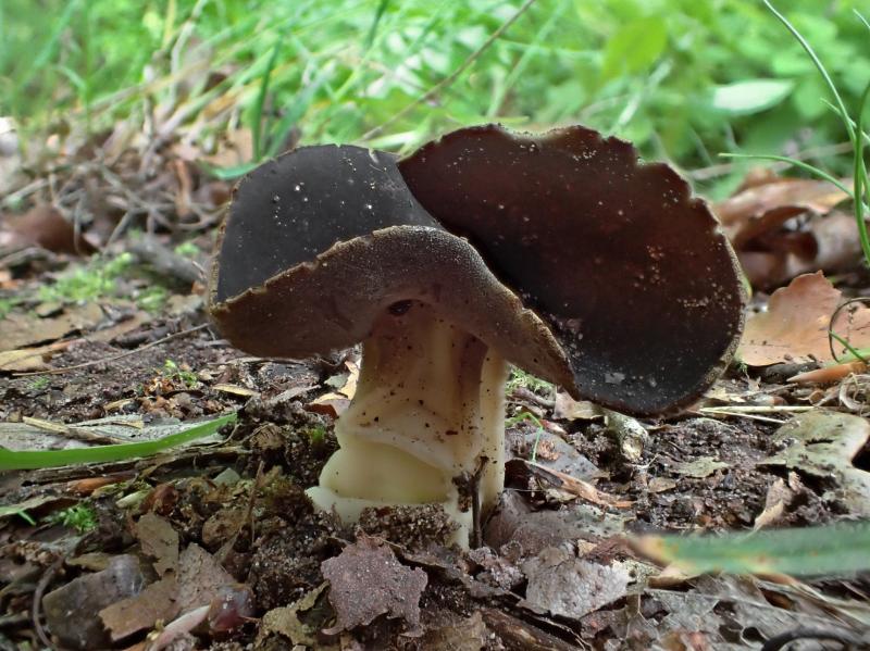 macrostoma