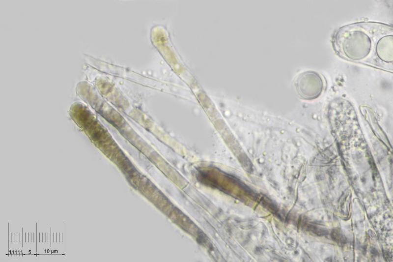 macrostoma