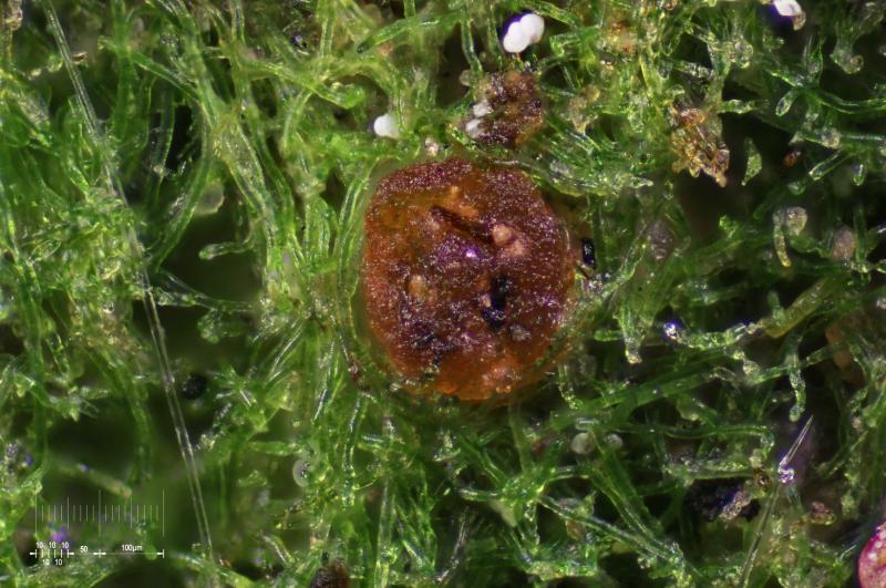 macrostoma