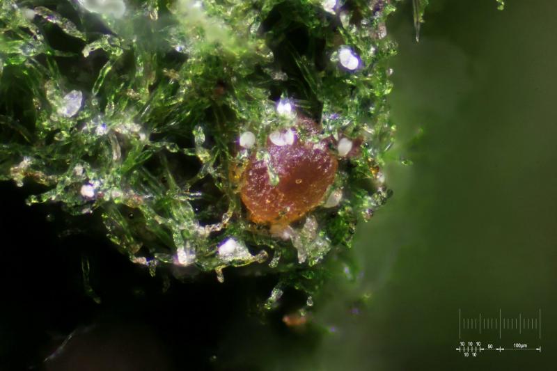 macrostoma