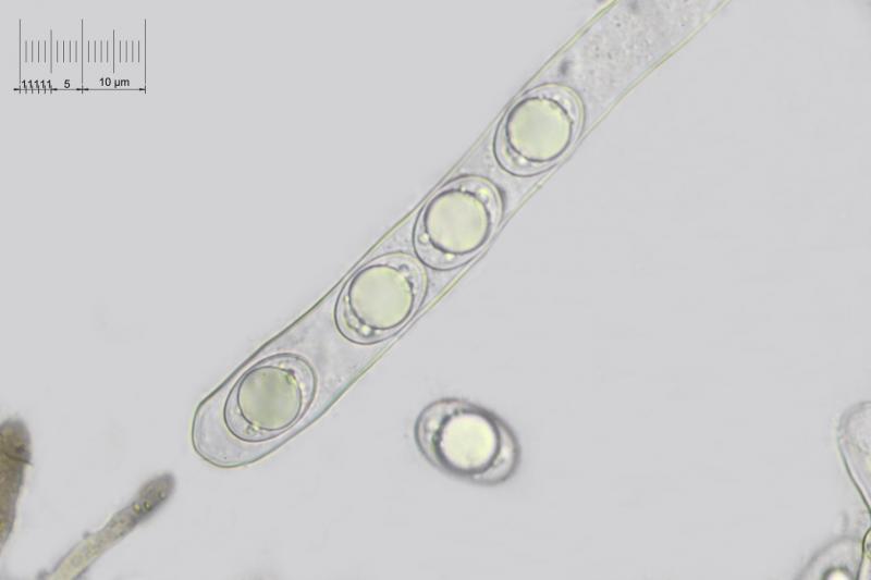 macrostoma