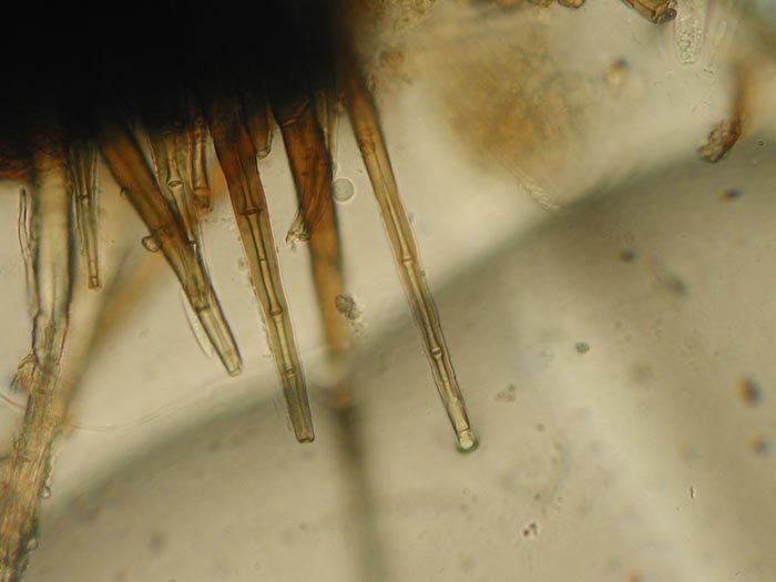 macrostoma