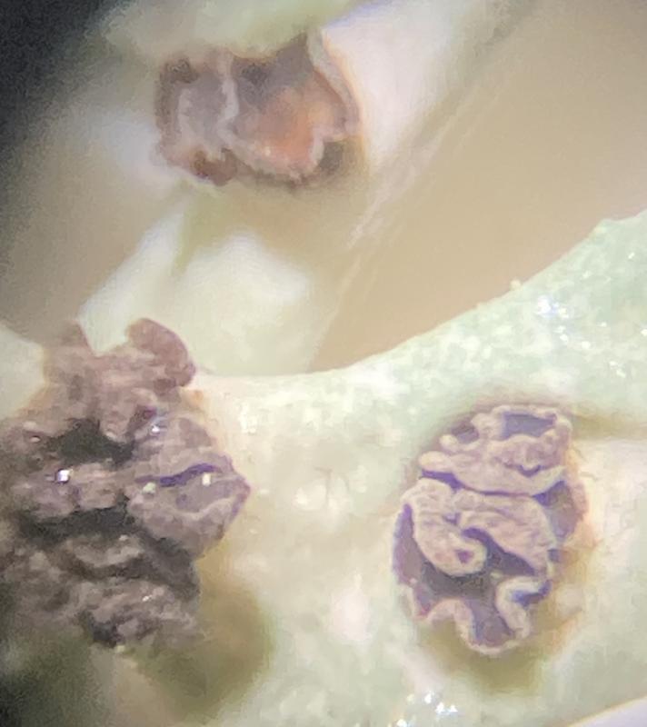 macrostoma