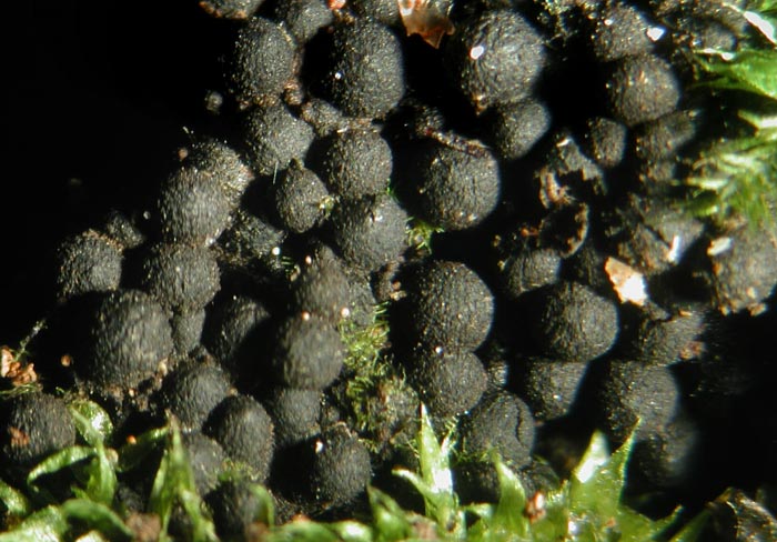 macrostoma