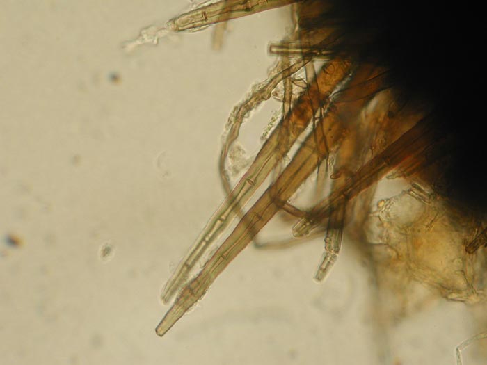 macrostoma