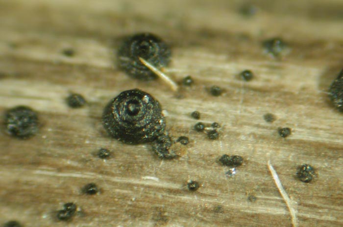 macrostoma