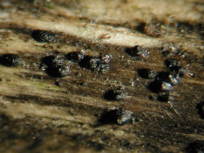 macrostoma
