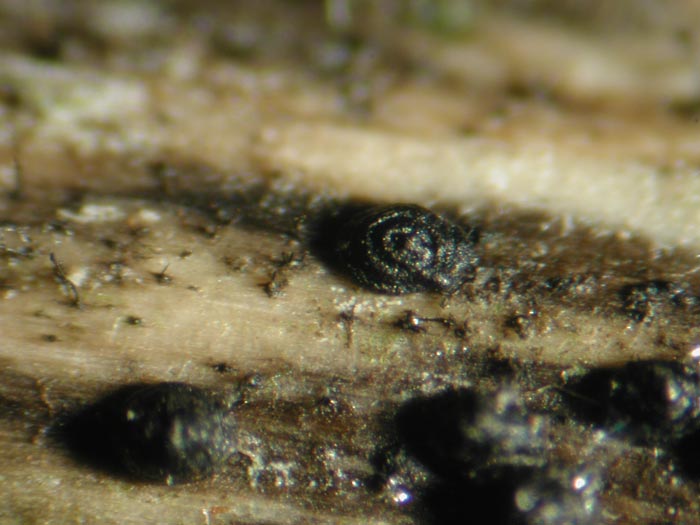 macrostoma