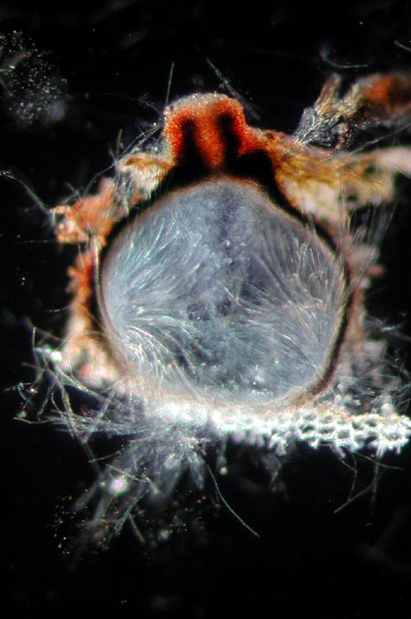 macrostoma
