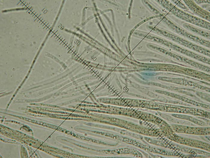macrostoma