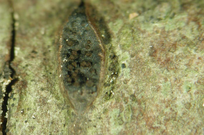 macrostoma