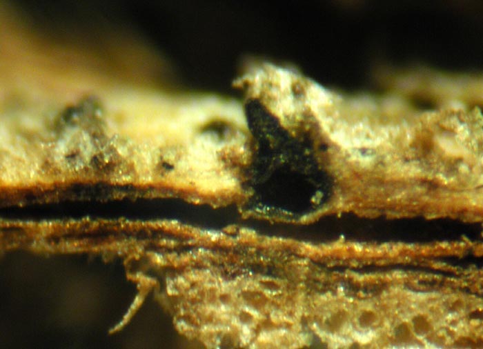 macrostoma