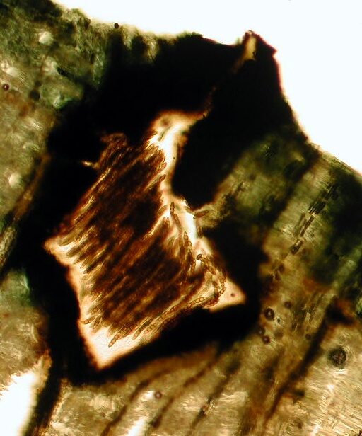 macrostoma