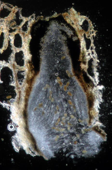 macrostoma