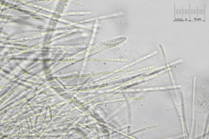 macrostoma