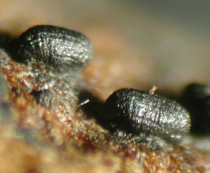 macrostoma