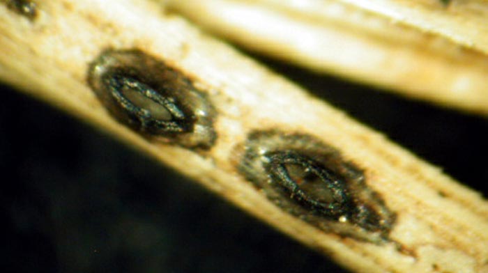 macrostoma