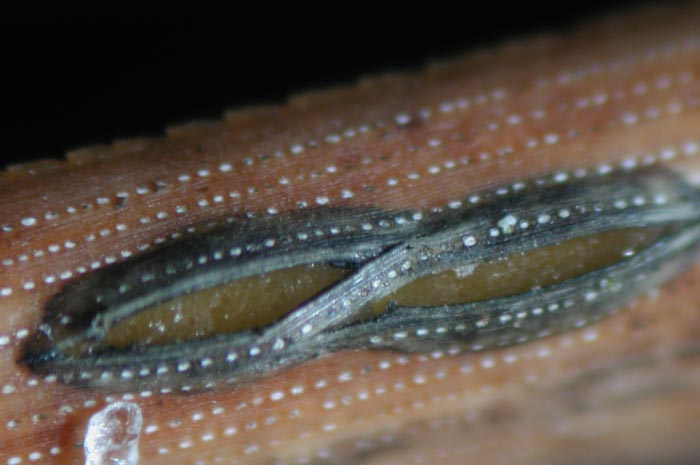 macrostoma