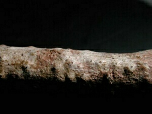 macrostoma