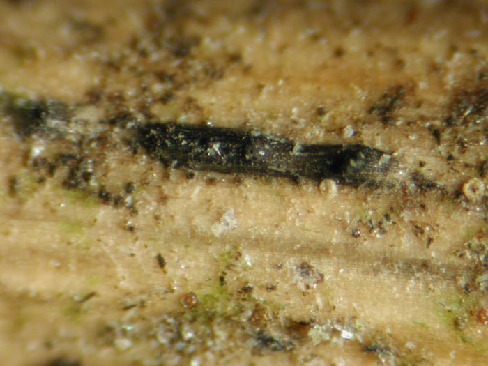 macrostoma