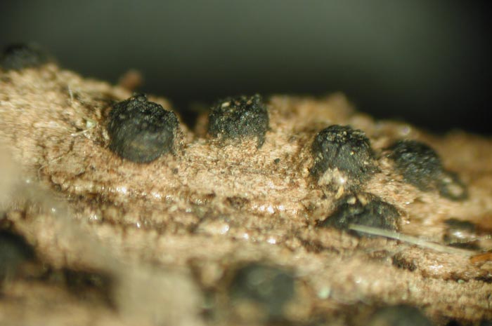 macrostoma