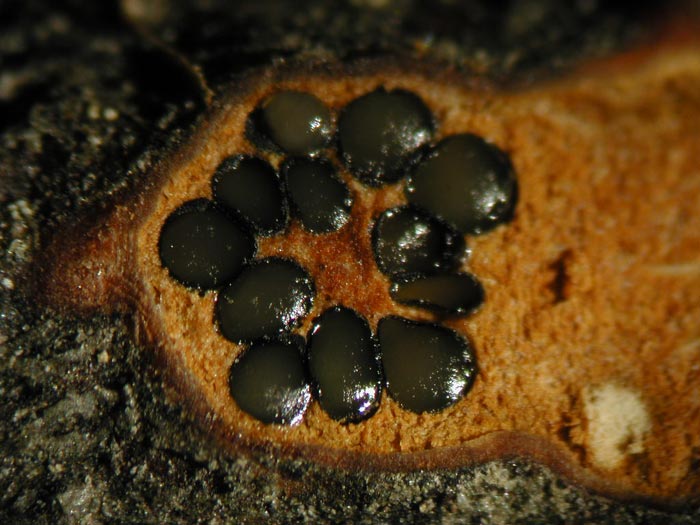 macrostoma