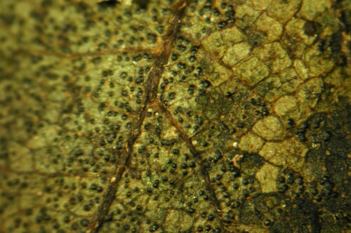 macrostoma