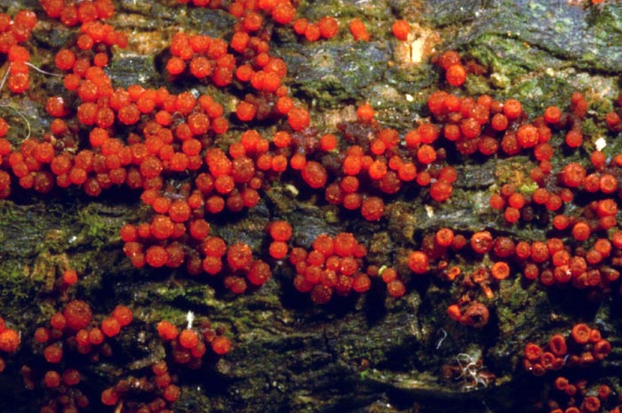 macrostoma