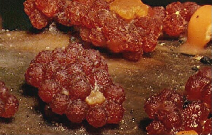 macrostoma