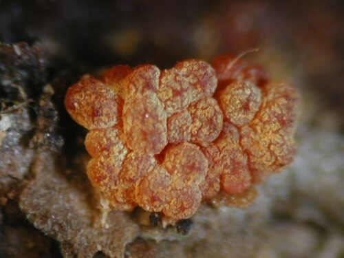 macrostoma