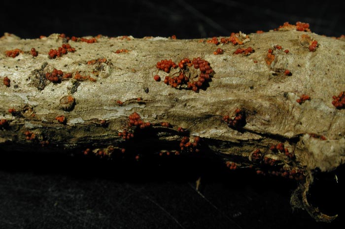 macrostoma