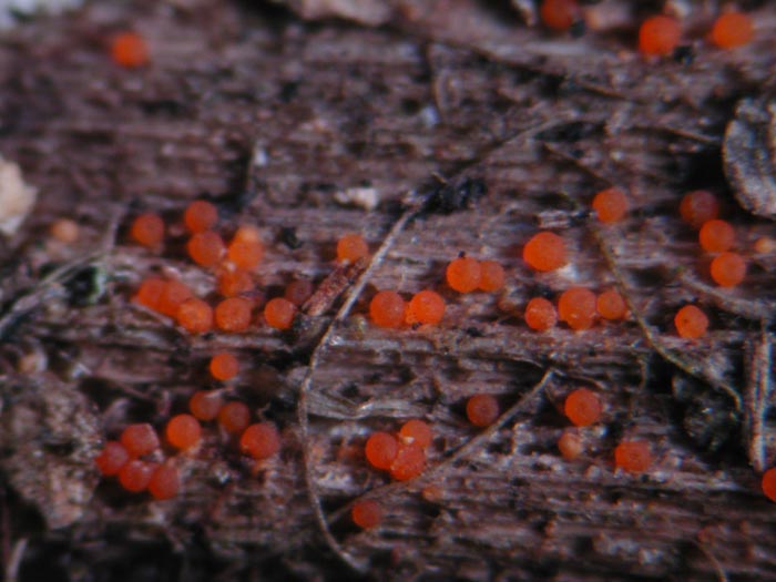 macrostoma