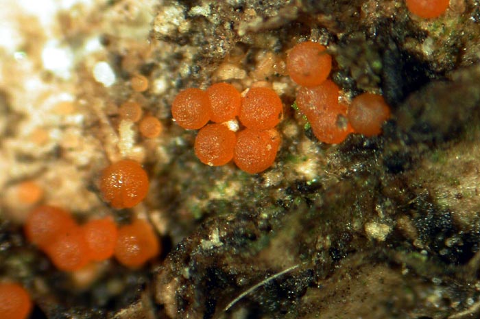 macrostoma