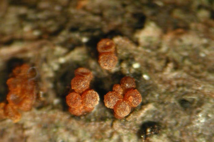 macrostoma
