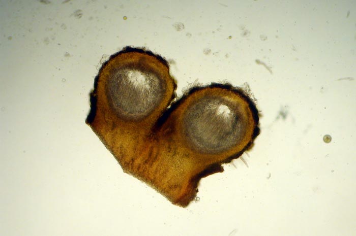 macrostoma