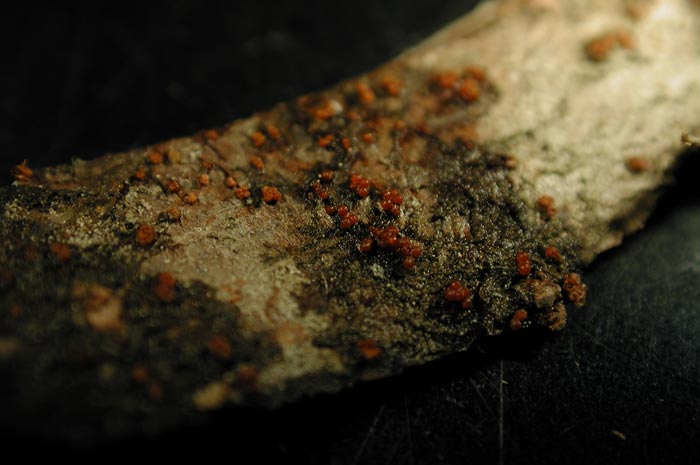 macrostoma