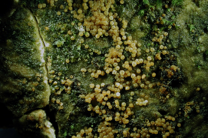 macrostoma