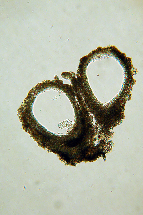 macrostoma