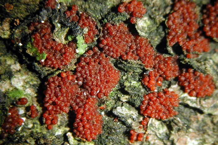macrostoma