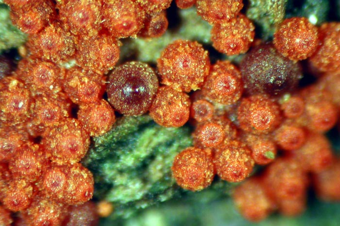 macrostoma