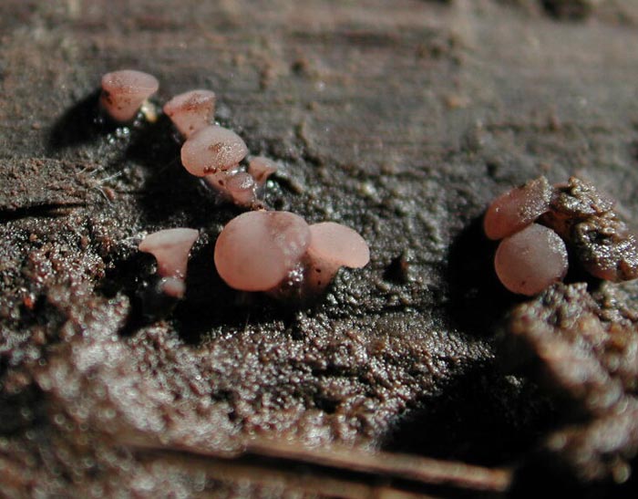 macrostoma