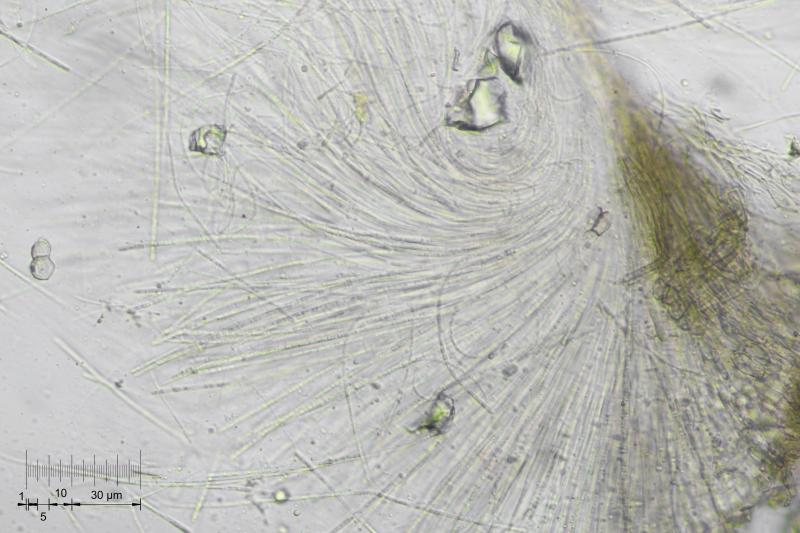 macrostoma