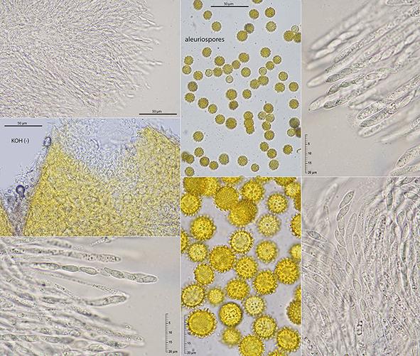 macrostoma